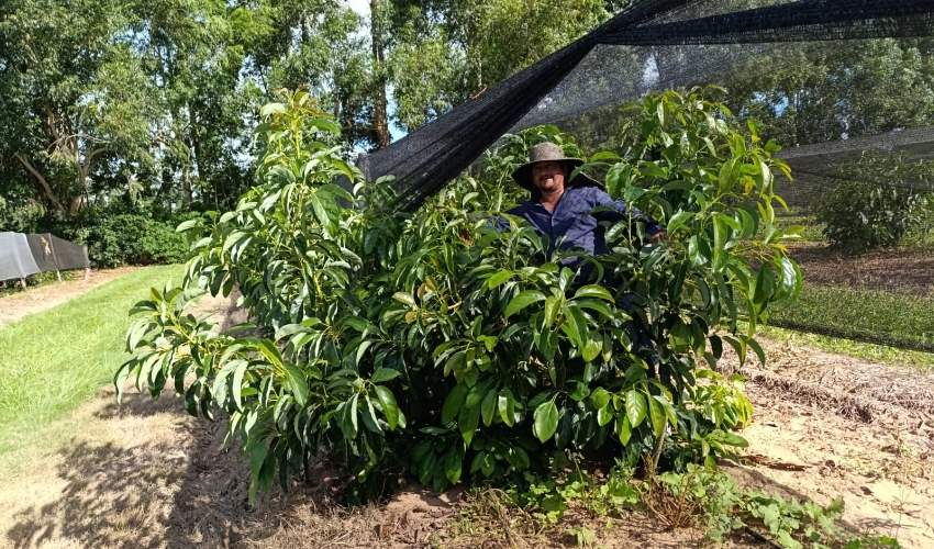 Palta