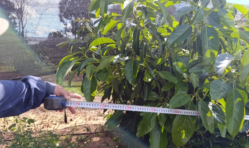 Palta