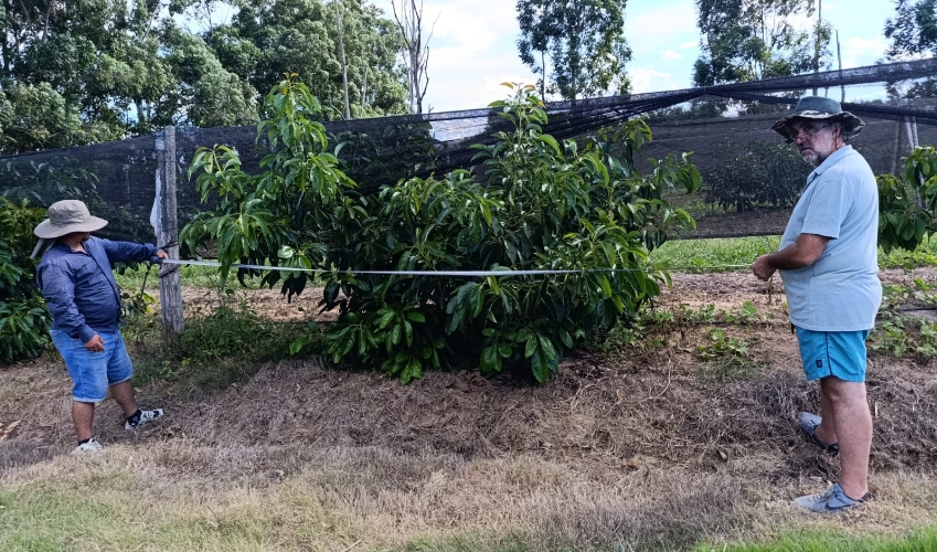 Palta